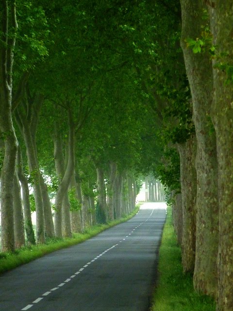 Tree Tunnel, Burgundy, France