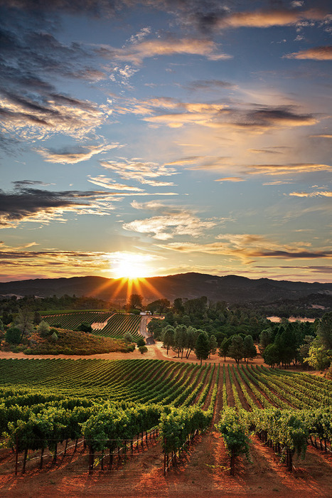 Sunset Vineyard, Santa Maria, California